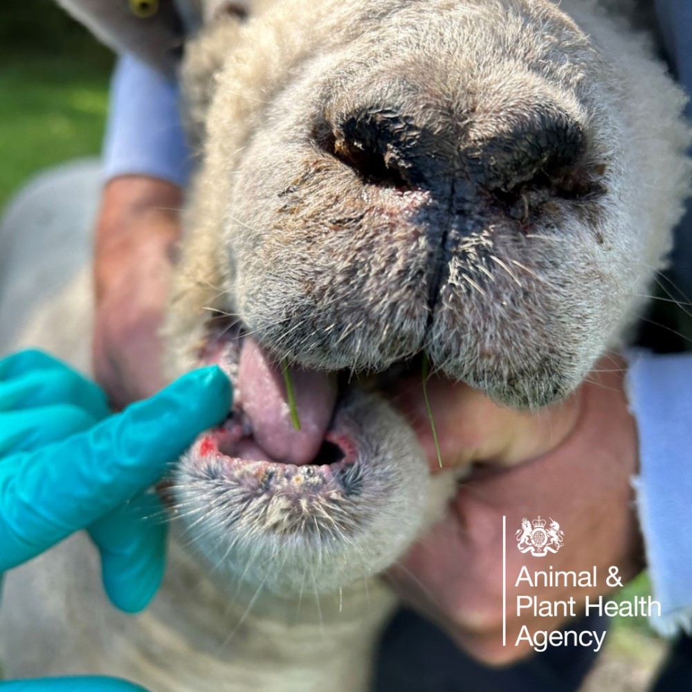 Sheep with nasal discharge